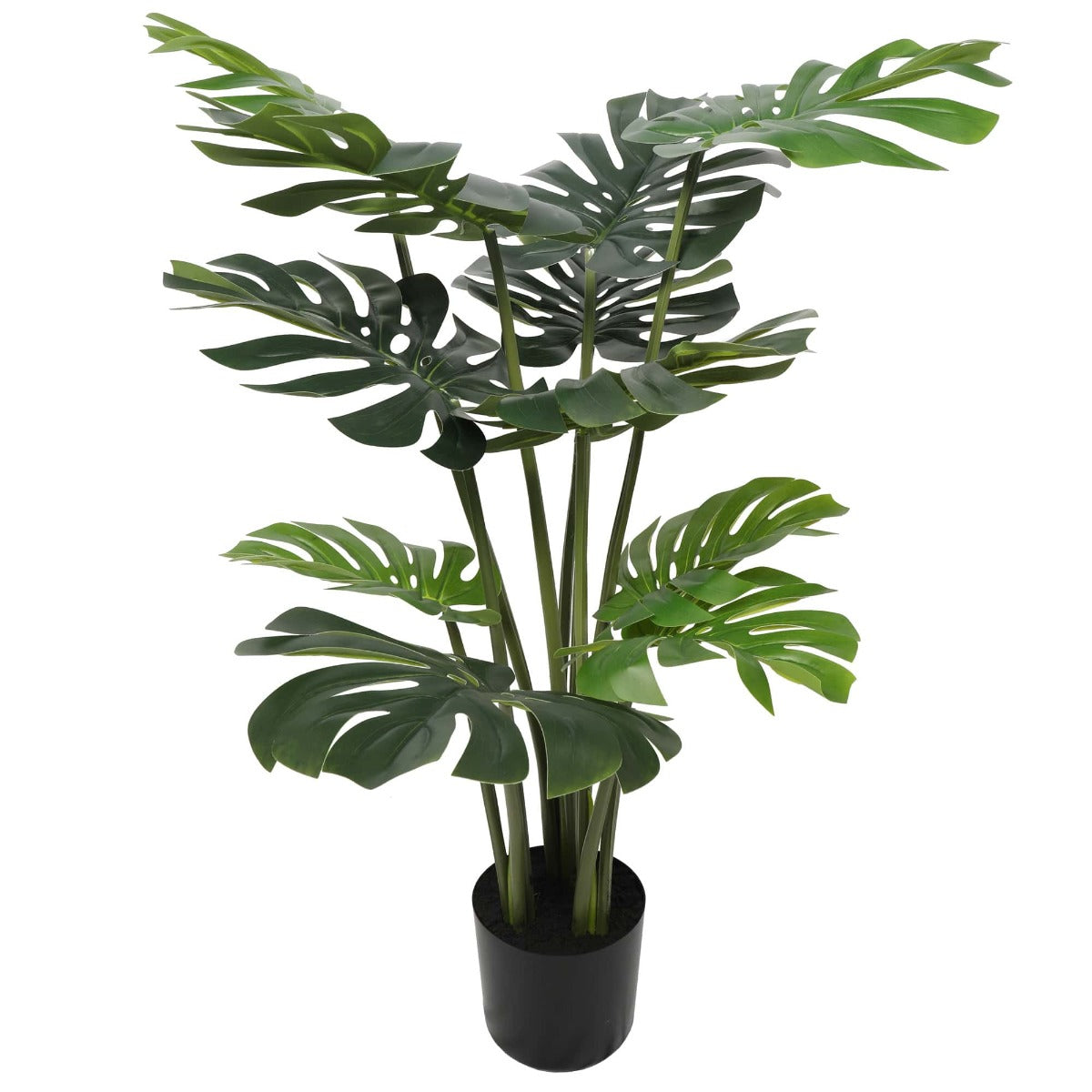 120cm Split Philodendron with Pot