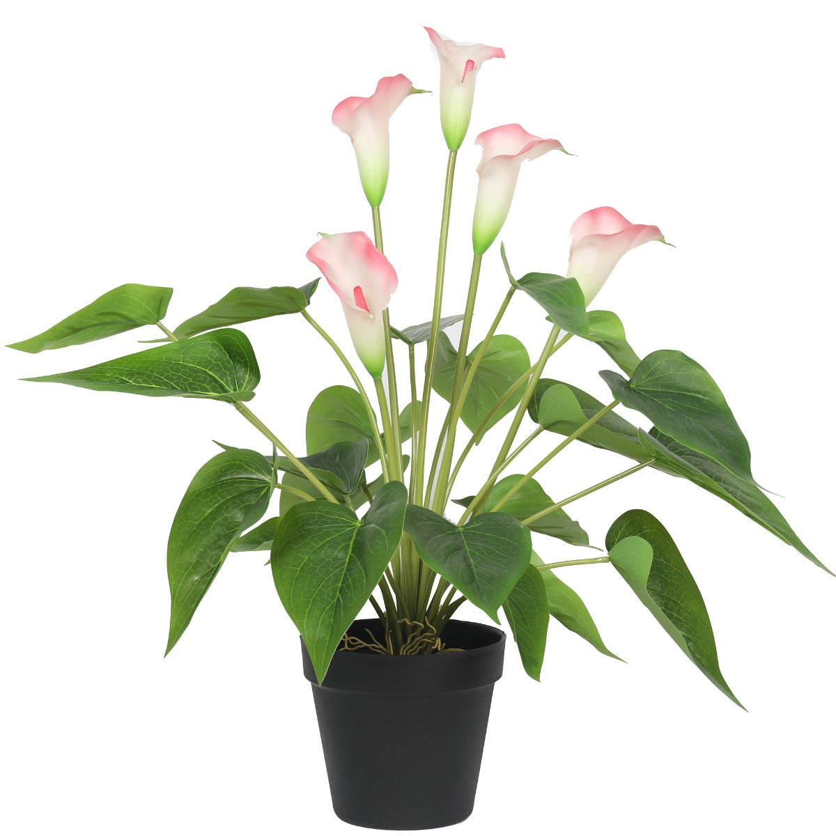 50cm Artificial Flowering White & Pink Peace Lily