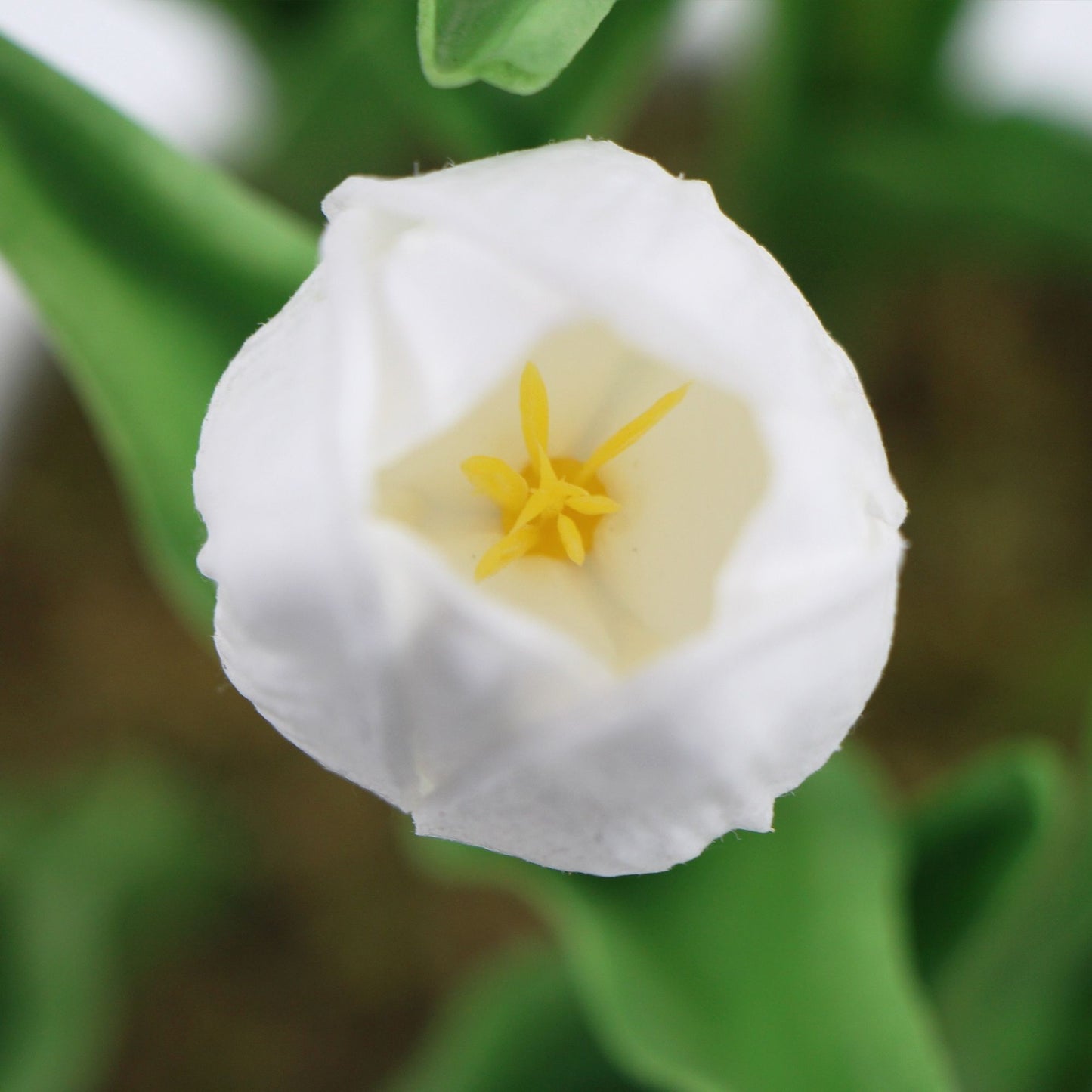 35cm Artificial White Tulips with Ceramic Bowl 35cm