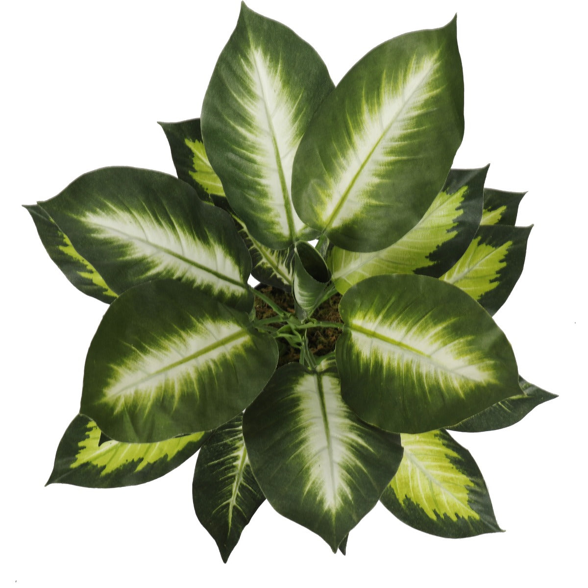 40cm Leopard Lily with Pot
