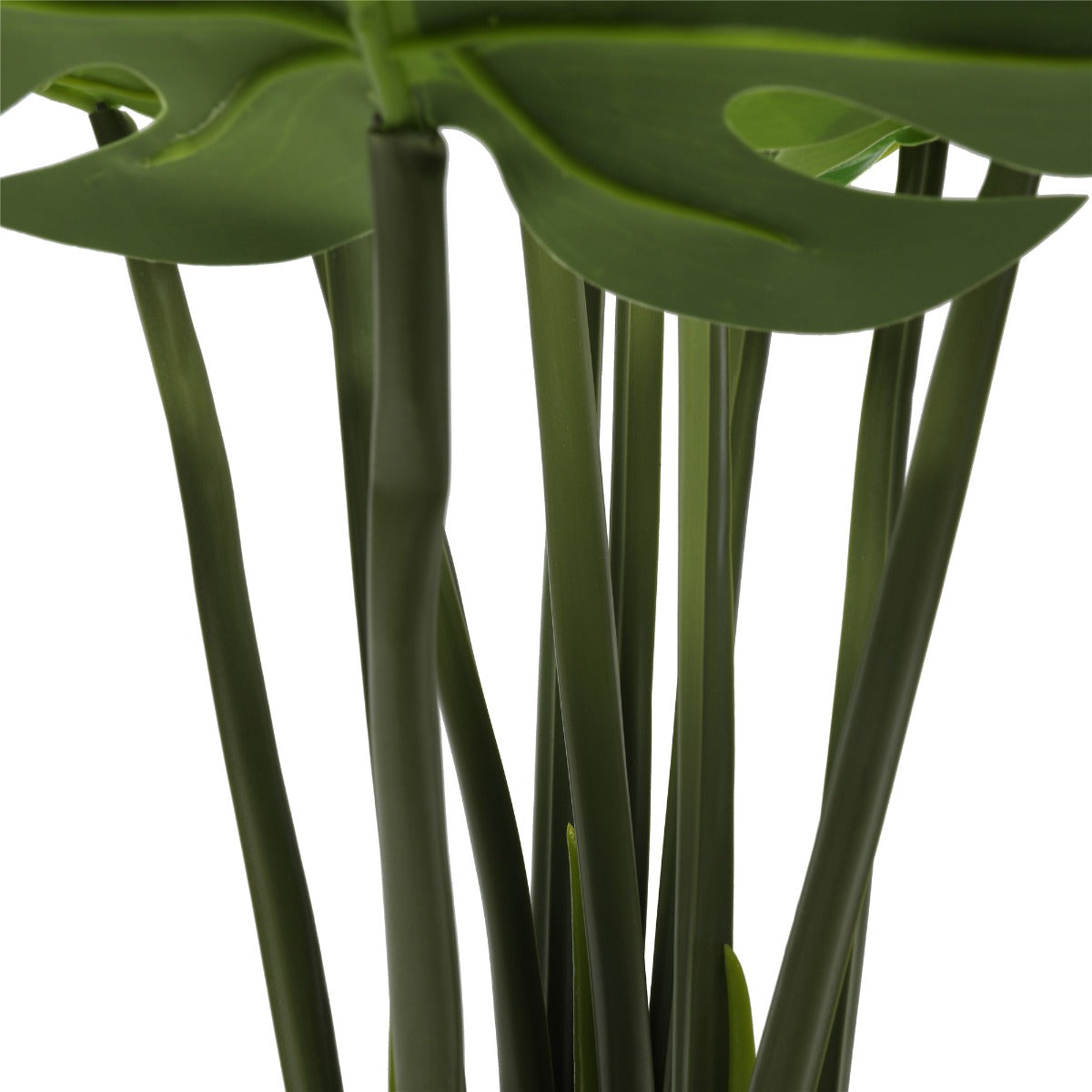 120cm Split Philodendron with Pot