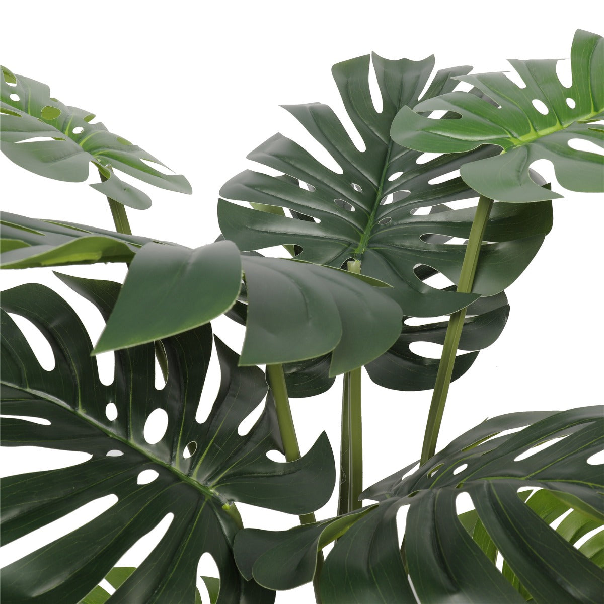 120cm Split Philodendron with Pot