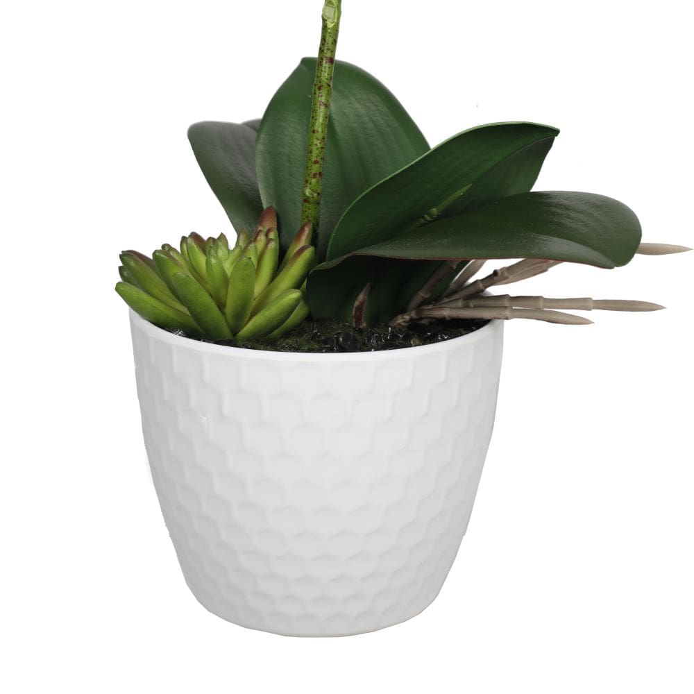 35cm Potted Single Stem White Phalaenopsis Orchid with Decorative Pot