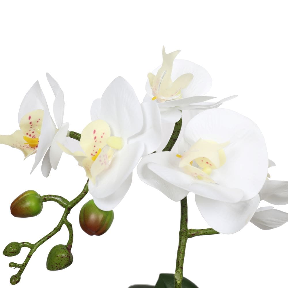 35cm Potted Single Stem White Phalaenopsis Orchid with Decorative Pot