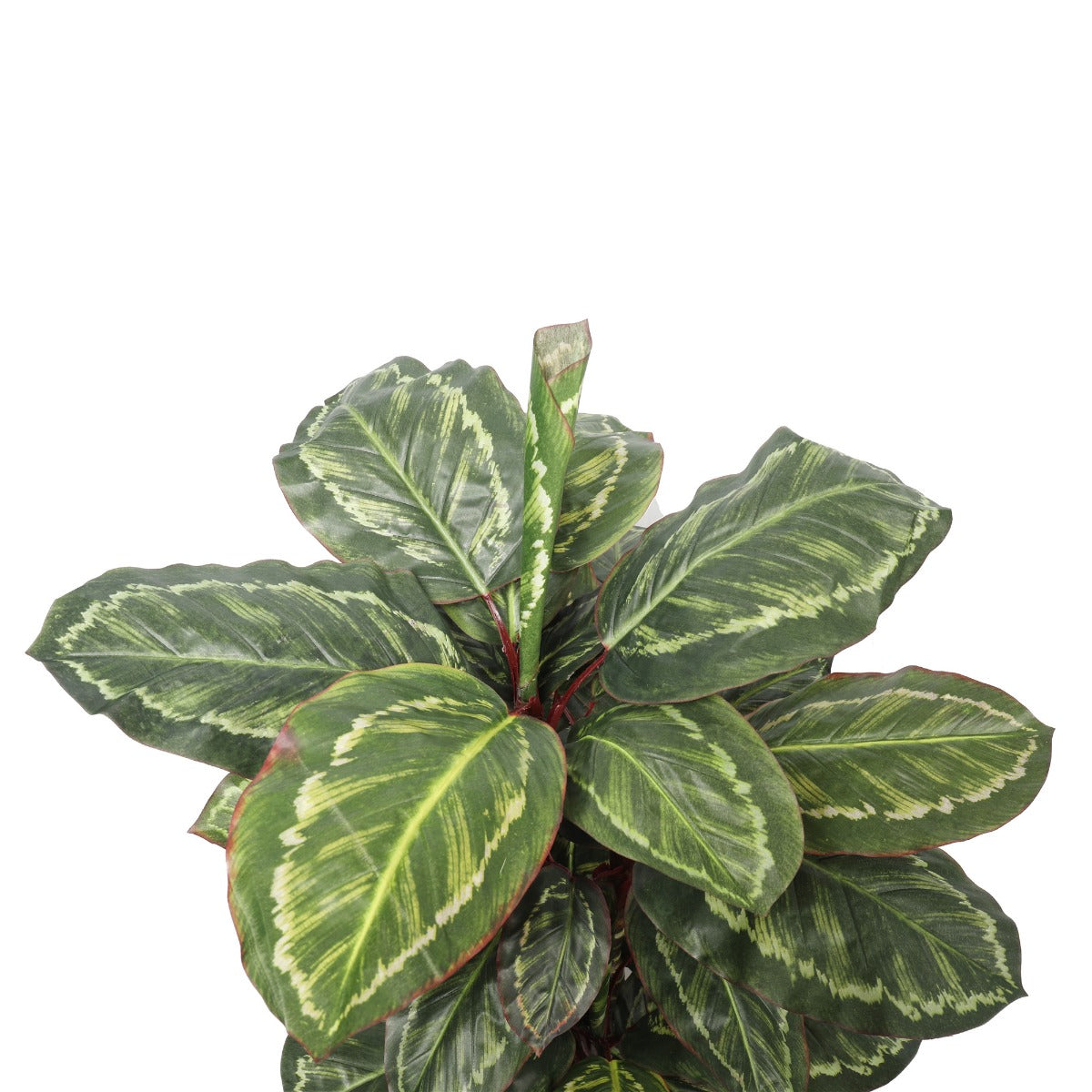 90cm Artificial Wide Leaf Cordyline Plant