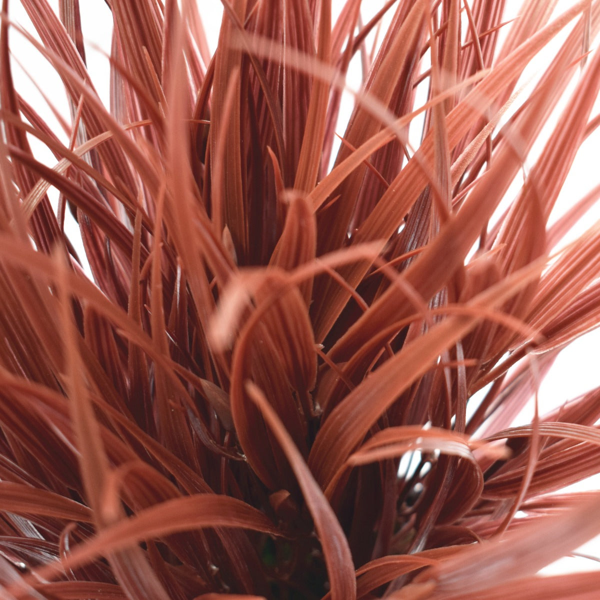 38cm Artificial Potted Dense Burgundy Grass