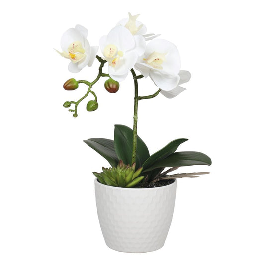 35cm Potted Single Stem White Phalaenopsis Orchid with Decorative Pot