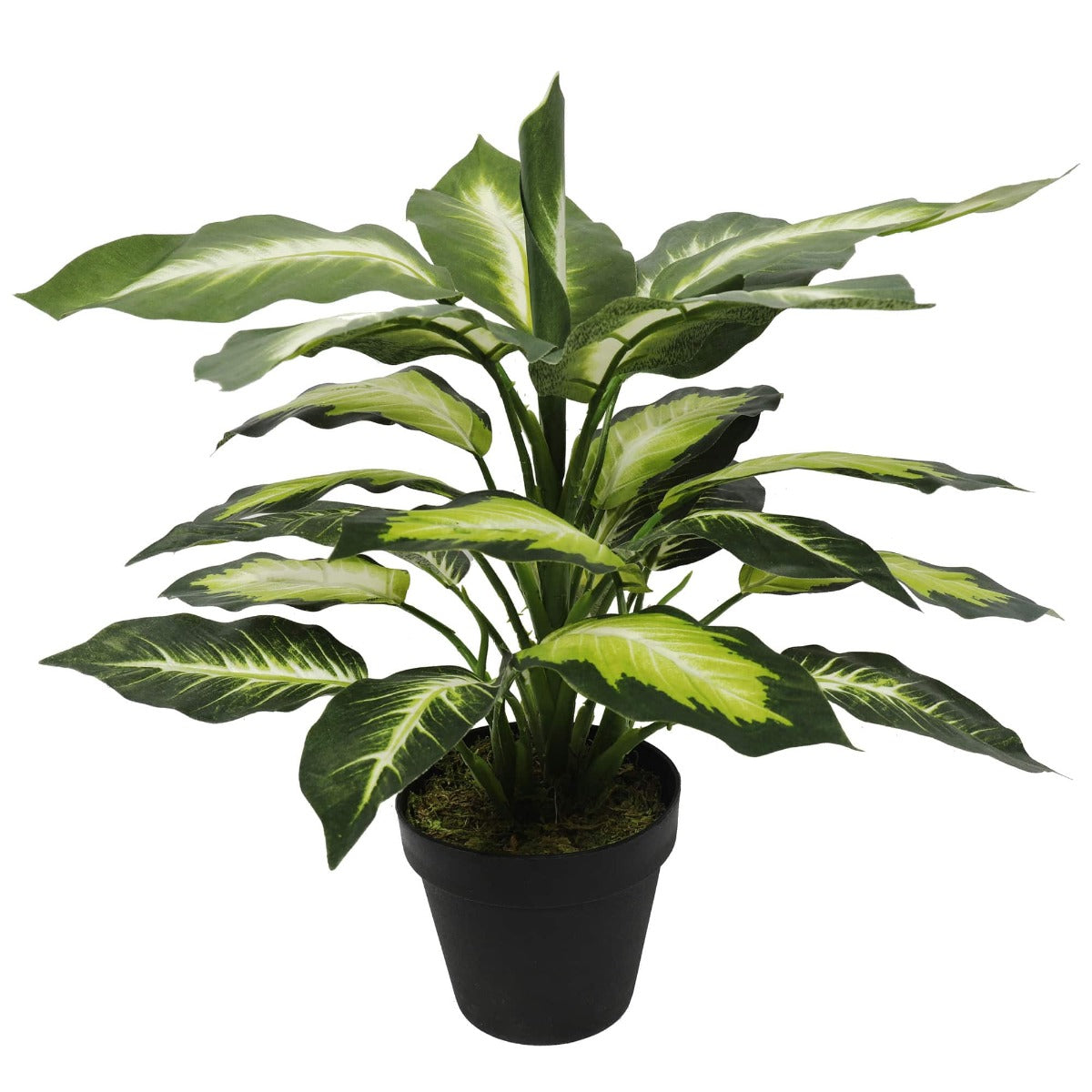 Leopard Lily (Dieffenbachia) with Pot 40cm - BM House & Garden