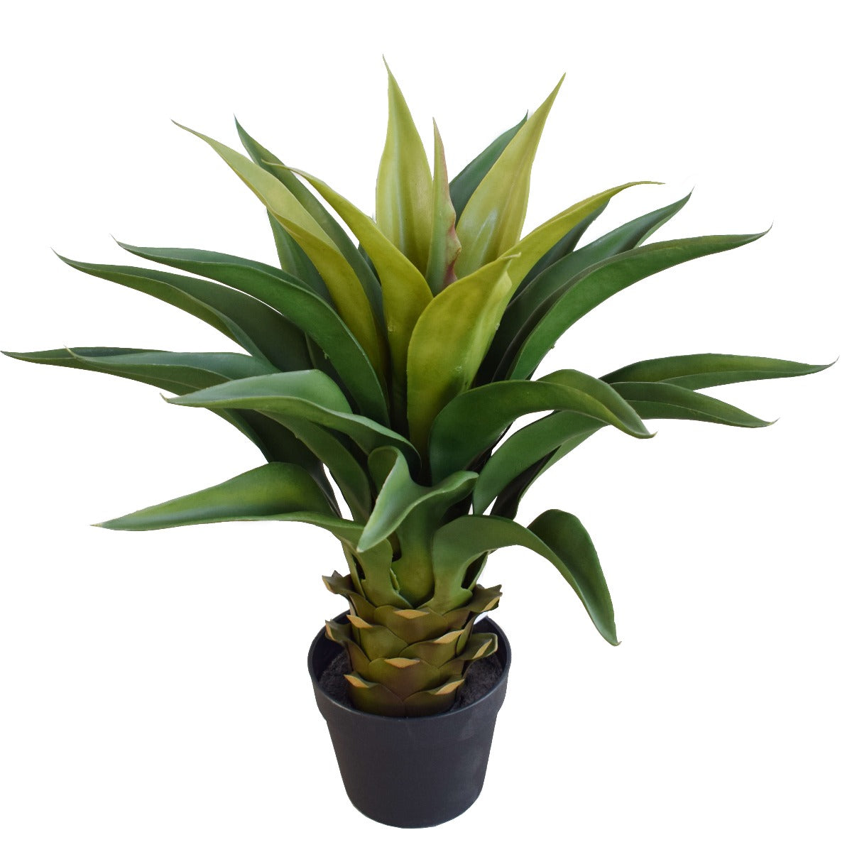 Agave 60cm Plant - BM House & Garden