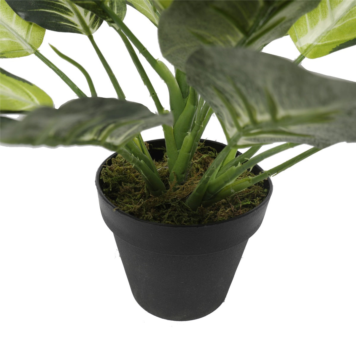 Leopard Lily (Dieffenbachia) with Pot 40cm - BM House & Garden